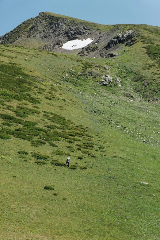 a herd of cattle grazing on a lush green hillside, les nabis, tiny person watching, alpine climate, down there, hunting