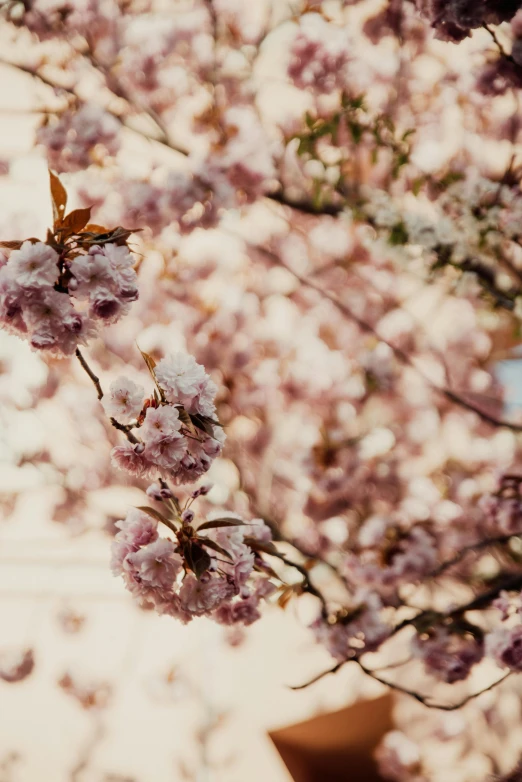 a clock mounted to the side of a building next to a tree, by Niko Henrichon, trending on unsplash, romanticism, blossom sakura, photograph of april, background image, buds