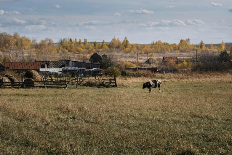 a couple of cows standing on top of a grass covered field, inspired by Isaac Levitan, unsplash, russian village, autum, 15081959 21121991 01012000 4k, panoramic