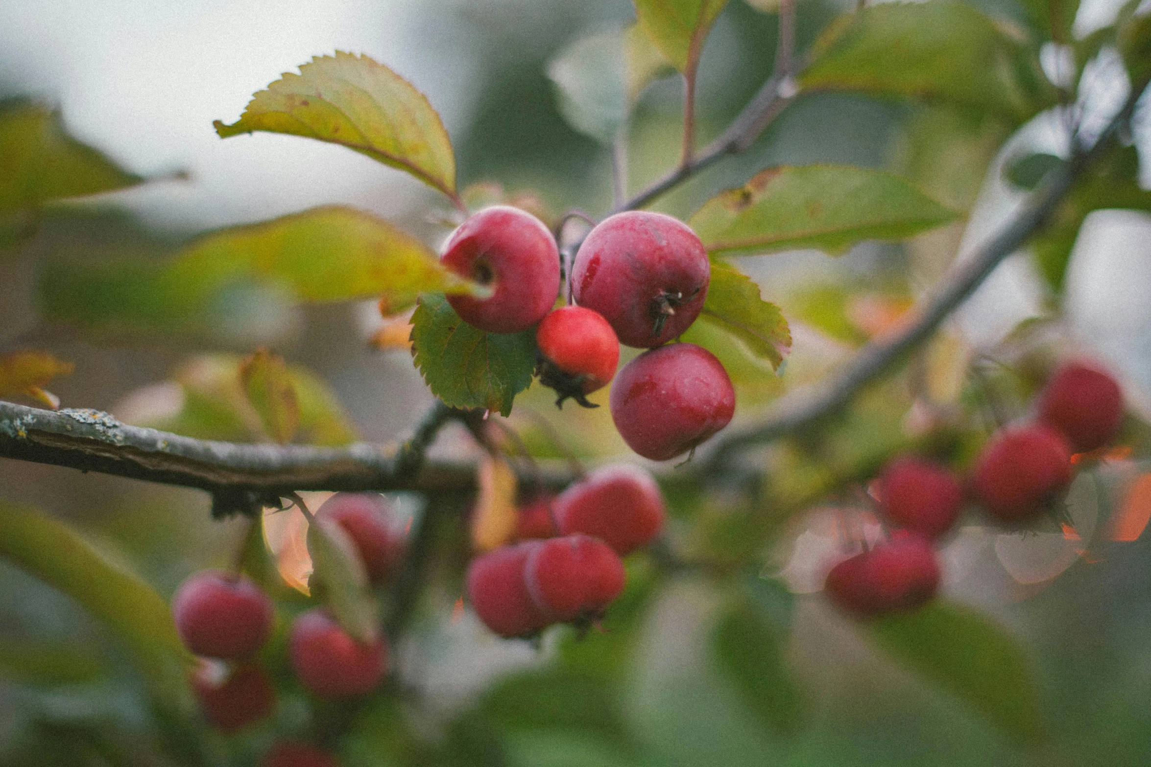 a close up of a bunch of fruit on a tree, by Emma Andijewska, unsplash, green and red tones, manuka, autum garden, shot on hasselblad