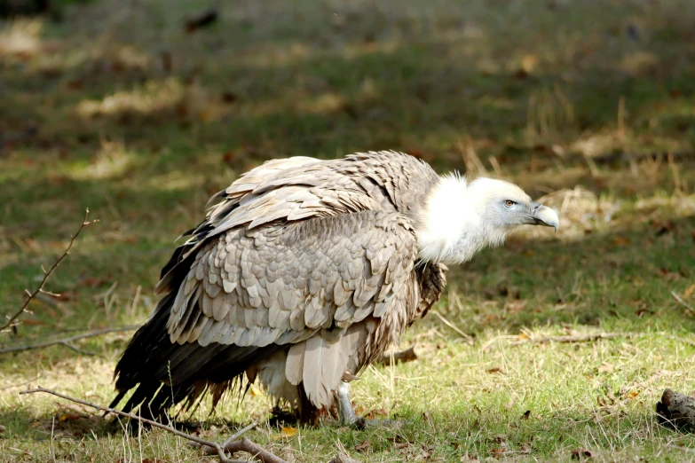 a large bird standing on top of a grass covered field, pexels contest winner, hurufiyya, grey skinned, on ground, pale head, huge spines