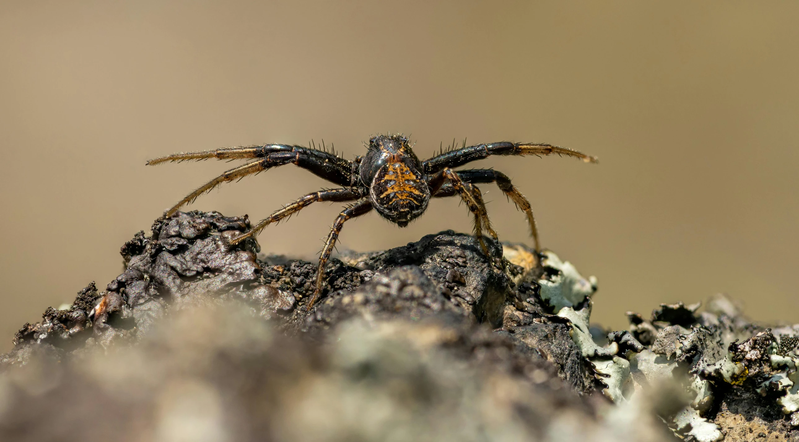 a close up of a spider on a rock, pexels contest winner, hurufiyya, sitting on a log, mid 2 0's female, aggressive stance, spider legs large