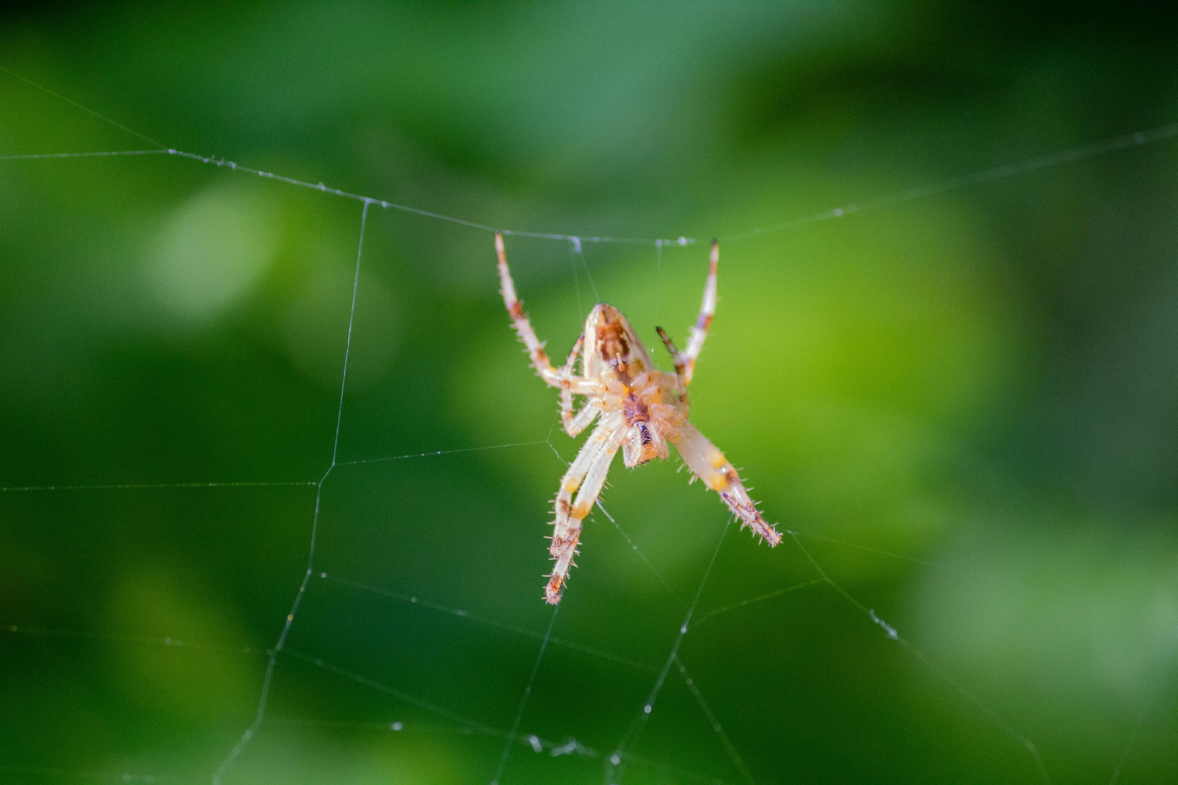 a close up of a spider on a web, pexels contest winner, hurufiyya, épaule devant pose, young adult male, slide show, a blond