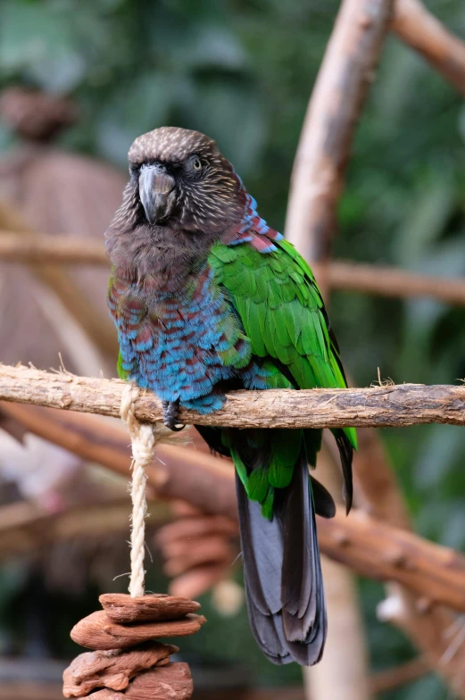 a green and blue bird sitting on a tree branch, in the zoo exhibit, koala, multicoloured, lightweight
