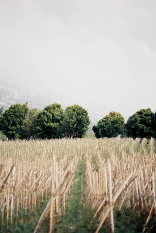 a field of tall grass with trees in the background, inspired by Zhang Kechun, unsplash, land art, taiwan, vineyard, kodak portra 4 0 0, ((trees))