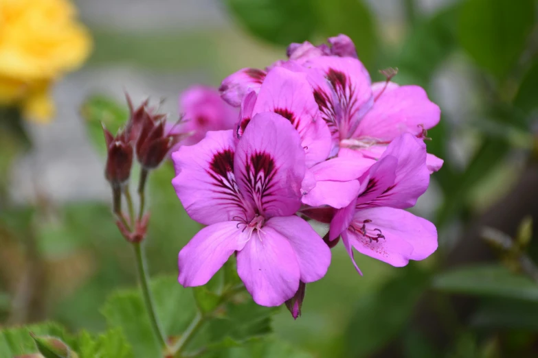 a close up of a purple flower with yellow flowers in the background, pink and green, arabella mistsplitter, mint, parks and gardens