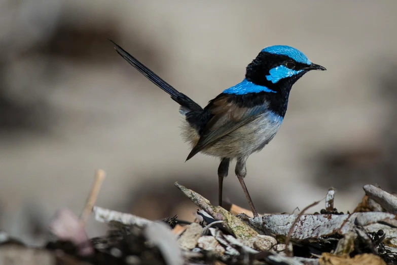 a blue and black bird standing on top of a pile of leaves, by Peter Churcher, hurufiyya, explore, standing on rocky ground, tourist photo