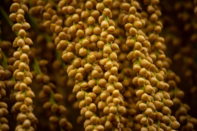 a bunch of bananas hanging from a tree, a digital rendering, unsplash, hurufiyya, mineral grains, mustard, full frame image, brown flowers