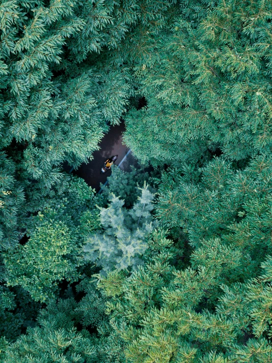 a bird's eye view of a pine tree, woman in a dark forest, photograph