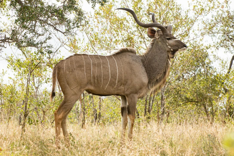 a large antelope standing on top of a grass covered field, limb mutations, huge veins, grey, well preserved