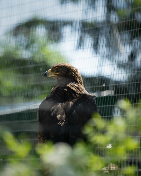 a close up of a bird of prey in a cage, pexels contest winner, hurufiyya, standing triumphant and proud, facing away, slightly pixelated, looking off into the distance