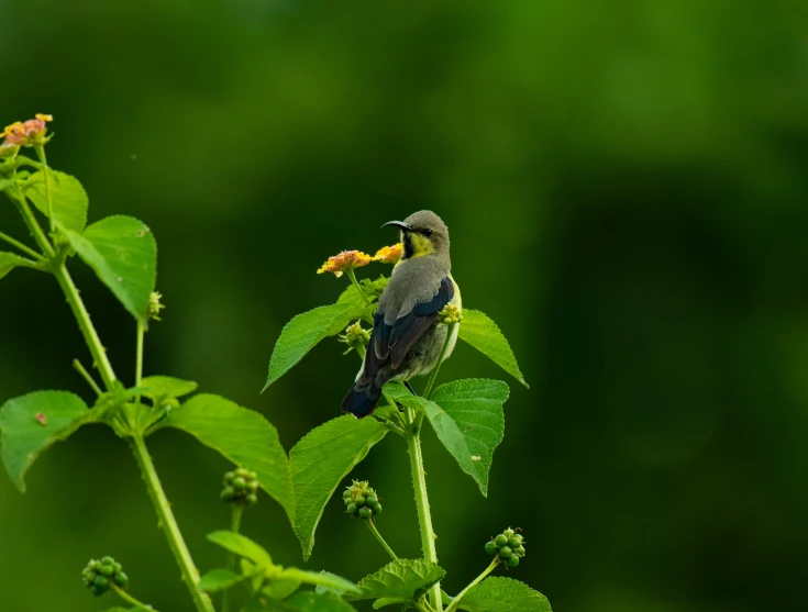 a small bird sitting on top of a green plant, by Sudip Roy, pexels contest winner, hurufiyya, grey, yellow and green, high quality upload, canvas