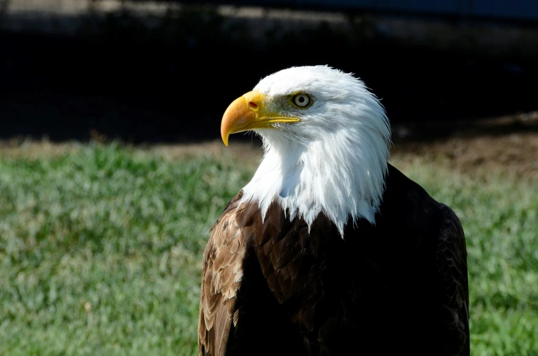 a bald eagle standing on top of a lush green field, a portrait, pexels contest winner, profile image, with a white muzzle, taken in zoo, today's featured photograph 4k