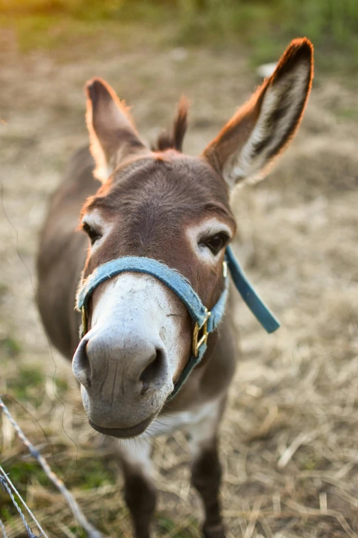 a donkey standing next to a wire fence, crooked nose, up close, multi - coloured, with a straw