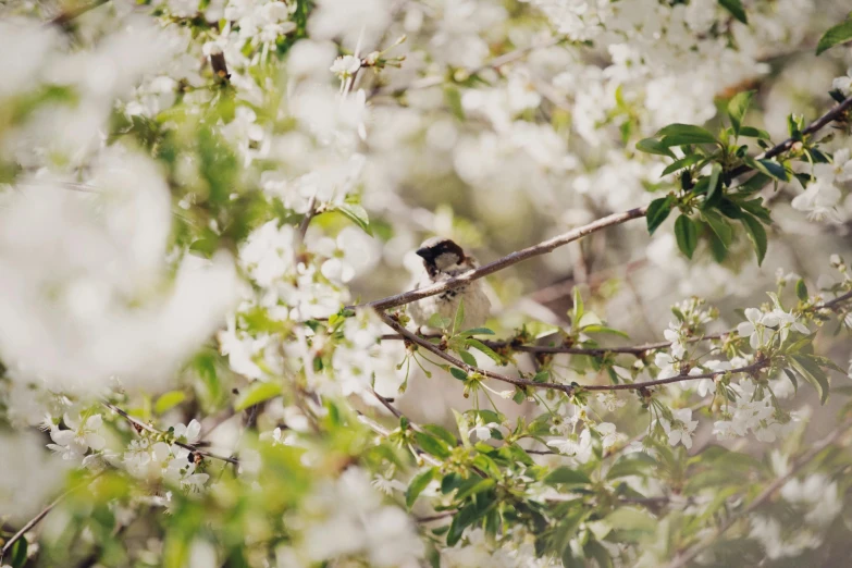a bird sitting on top of a branch of a tree, by Emma Andijewska, unsplash, romanticism, swarming in flowers, photographic print, white, cottagecore