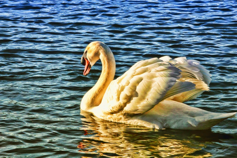 a white swan floating on top of a body of water, a digital painting, pixabay contest winner, art photography, vintage color photo, bright sunny day, hdr photograph, vibrant vivid colors