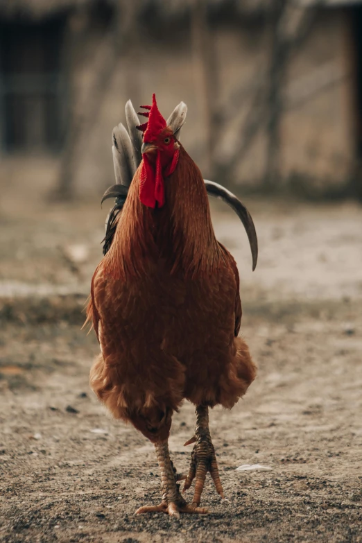 a close up of a rooster on a dirt ground, by Jan Tengnagel, pexels contest winner, renaissance, long tail with horns, back and standing, gif, game ready