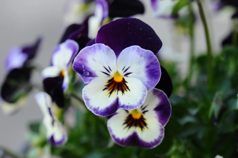 a close up of a bunch of purple and white flowers, with round cheeks, beautiful black blue yellow, eye - level medium - angle shot, purple rain