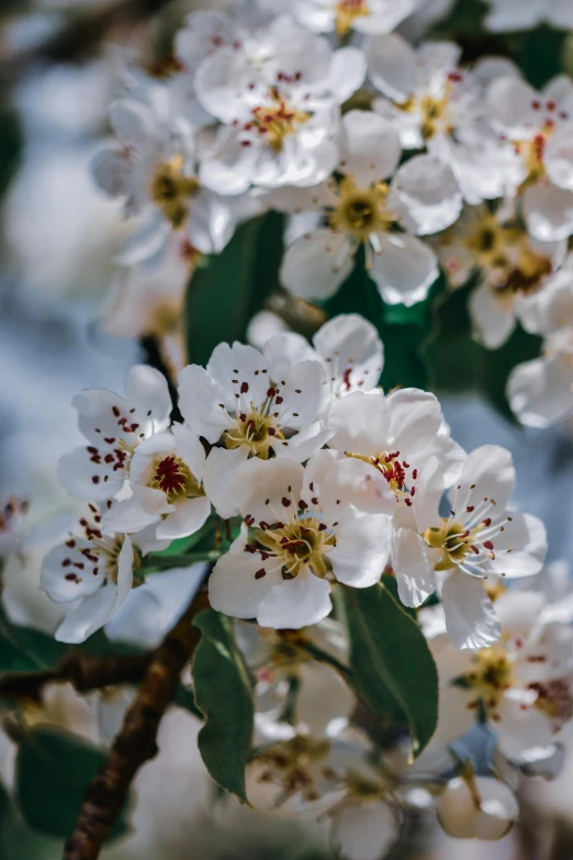 a close up of some white flowers on a tree, slide show, background image, pears, elaborate composition