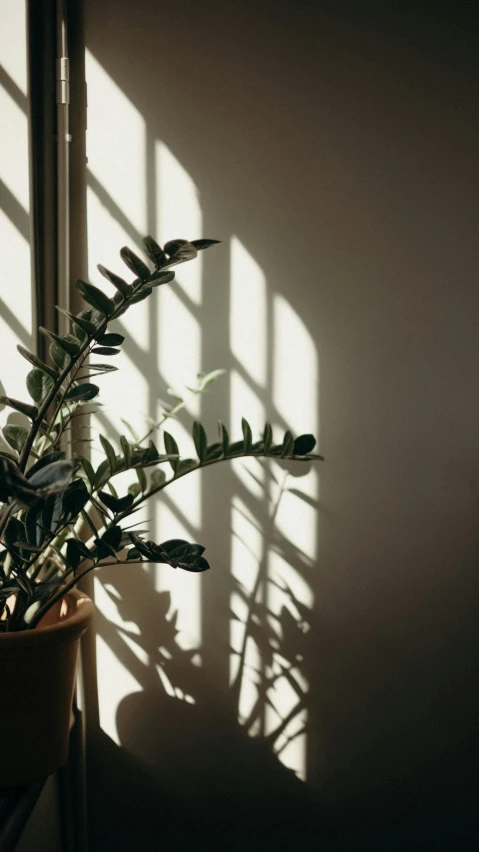 a potted plant sitting in front of a window, pexels contest winner, light and space, shadow gradient, instagram picture, soft light - n 9, elliot alderson