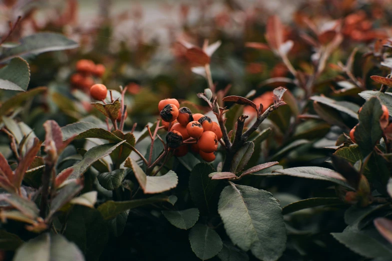 a bunch of orange berries sitting on top of a bush, a photo, by Emma Andijewska, trending on unsplash, no cropping, rose twining, red and black colors, background image