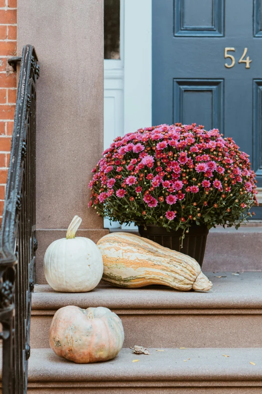 pumpkins and gourds sit on the steps of a house, visual art, chrysanthemums, city views, pink door, boston