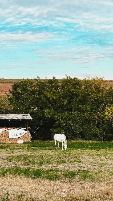 a couple of horses standing on top of a grass covered field, on a farm, profile image