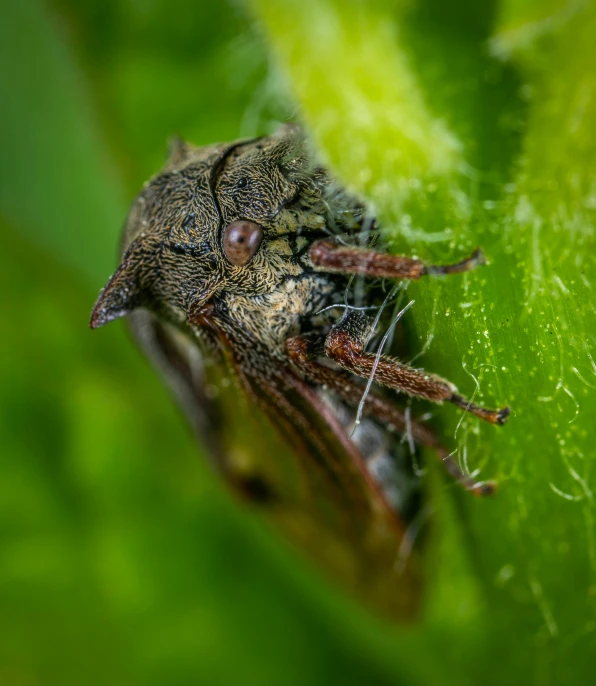 a bug sitting on top of a green leaf, by Sebastian Spreng, pexels contest winner, hurufiyya, peering over from his heavy, tooth wu : : quixel megascans, brown, dew