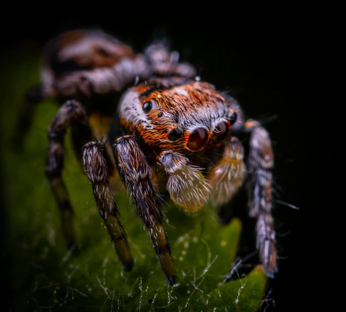 a close up of a spider on a leaf, by Adam Marczyński, pexels contest winner, hurufiyya, avatar image, grey, miniature animal, spider legs large