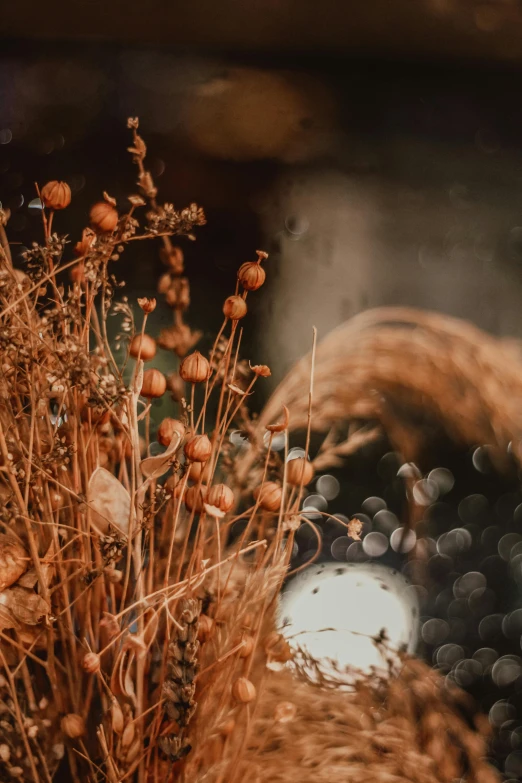 a close up of a bunch of dried plants, a still life, inspired by Elsa Bleda, trending on unsplash, golden orbs and fireflies, autum, low quality photo, cinematic image