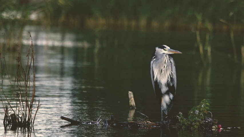 a bird that is standing in the water, on a lake, sitting down, lush wildlife, unsplash photography