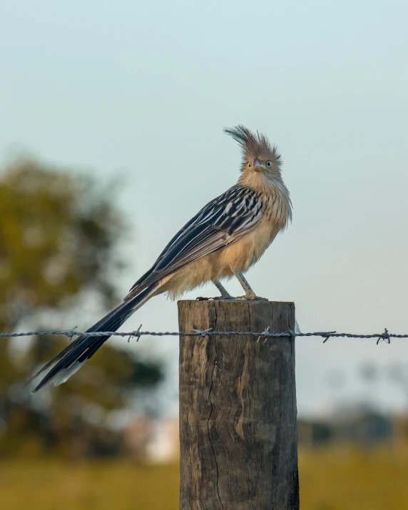 a bird sitting on top of a wooden post, wearing spiky, mane, profile image, multiple stories