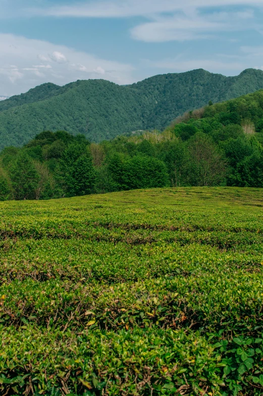a group of people standing on top of a lush green field, inspired by Shūbun Tenshō, sumatraism, tea, square, ultra wide-shot, appalachian mountains