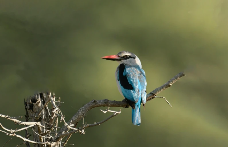 a bird sitting on top of a tree branch, by Peter Churcher, pexels contest winner, hurufiyya, blue rim light, bushveld background, well preserved, various posed