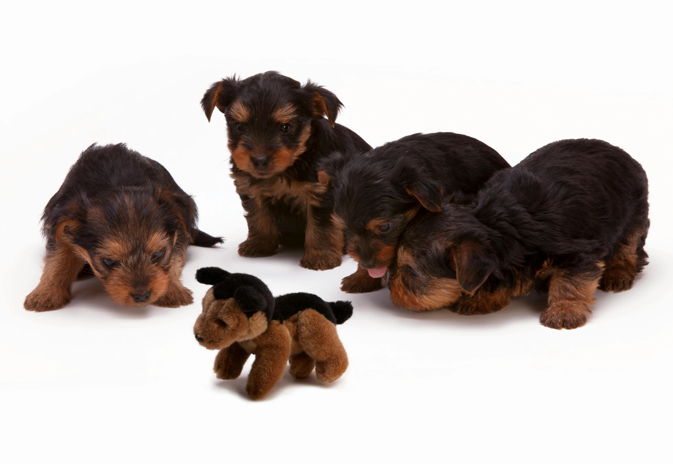 a group of puppies sitting next to each other, by Peter Churcher, true realistic image, ultrawide image, toy photo, realistic image