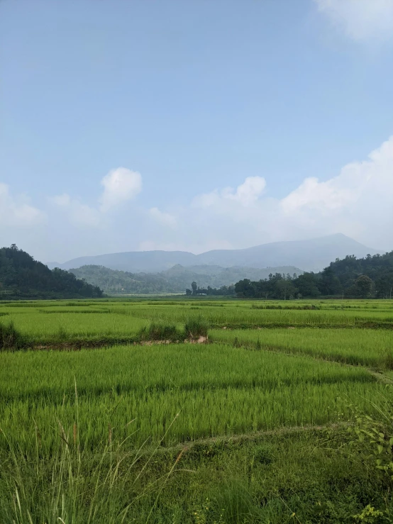 a lush green field with mountains in the distance, a picture, sumatraism, guwahati, highly detailed # no filter, multiple stories, rice