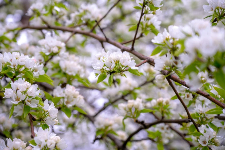 a close up of a tree with white flowers, by Carey Morris, pexels, background image, 1 6 x 1 6, nature photography 4k, high quality picture