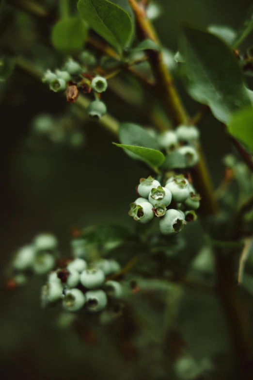 a bush of blueberries with green leaves, an album cover, inspired by Elsa Bleda, unsplash, grey, a quaint