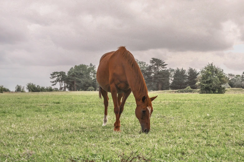 a brown horse standing on top of a lush green field, on a cloudy day, photograph, 2022 photograph, photographs