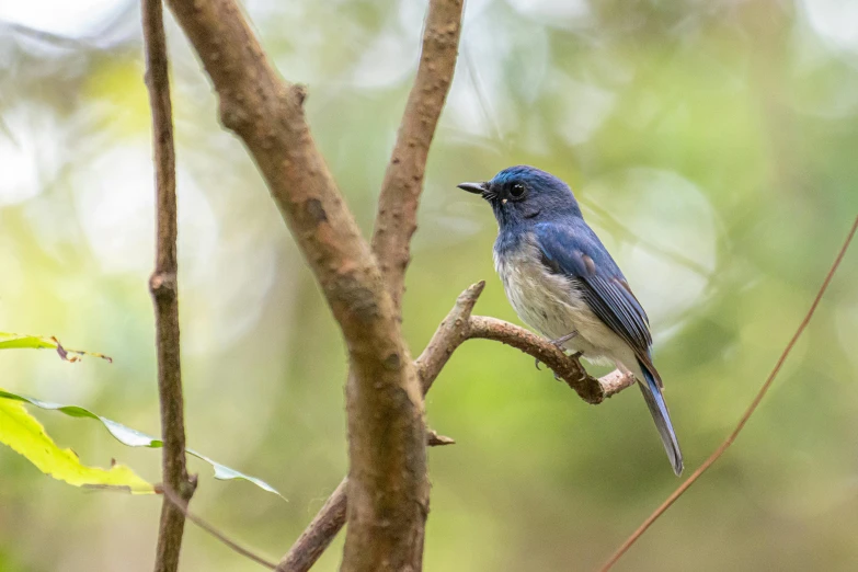 a blue and white bird perched on a tree branch, by Peter Churcher, hurufiyya, ai biodiversity, tamborine, avatar image, multiple stories