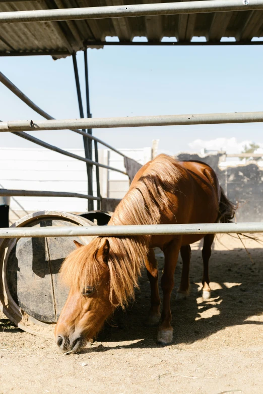 a couple of horses that are standing in the dirt, silo, eating outside, hollister ranch, 2019 trending photo