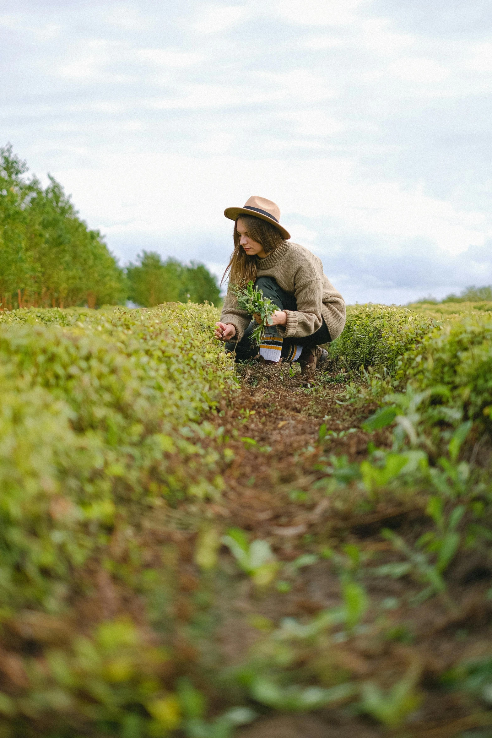 a woman kneeling down in the middle of a field, rows of lush crops, tea, paul barson, vine