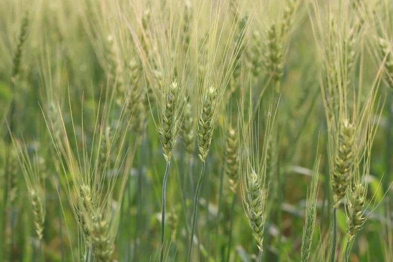 a field of green wheat on a sunny day, a portrait, by David Simpson, pexels, pale pointed ears, malt, closeup photograph, grain”