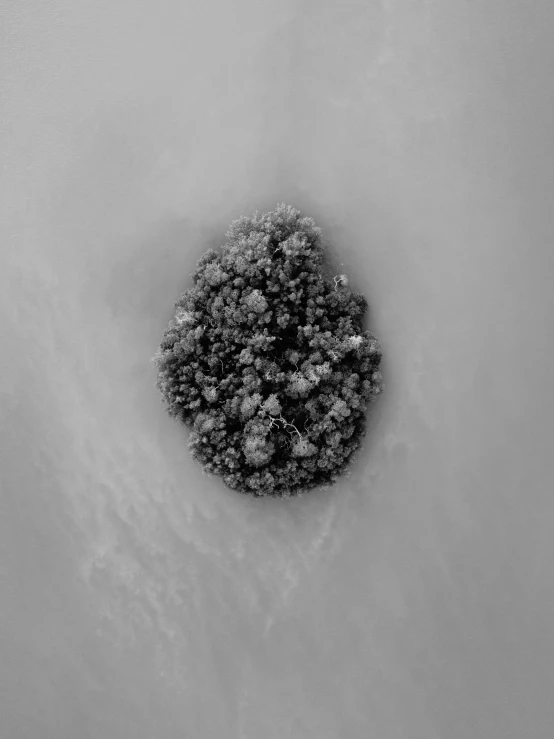 a black and white photo of the inside of a toilet, a microscopic photo, inspired by Anish Kapoor, reddit, an island made of caviar, buds, high angle closeup portrait, pierced navel