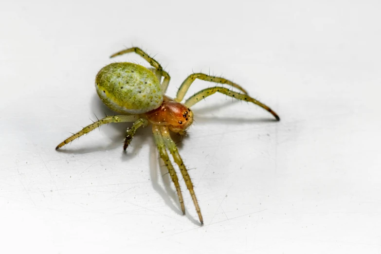 a close up of a spider on a white surface, by Jakob Gauermann, pexels contest winner, hurufiyya, painted pale yellow and green, mid 2 0's female, slide show, highly polished