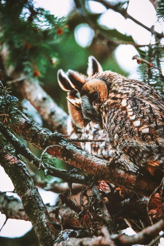 a large owl sitting on top of a tree branch, facing away from the camera, instagram post, high-angle, high-resolution