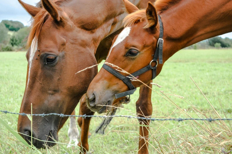 a couple of horses that are standing in the grass, by Pamela Drew, pexels contest winner, closeup 4k, ready to eat, fences, today\'s featured photograph 4k