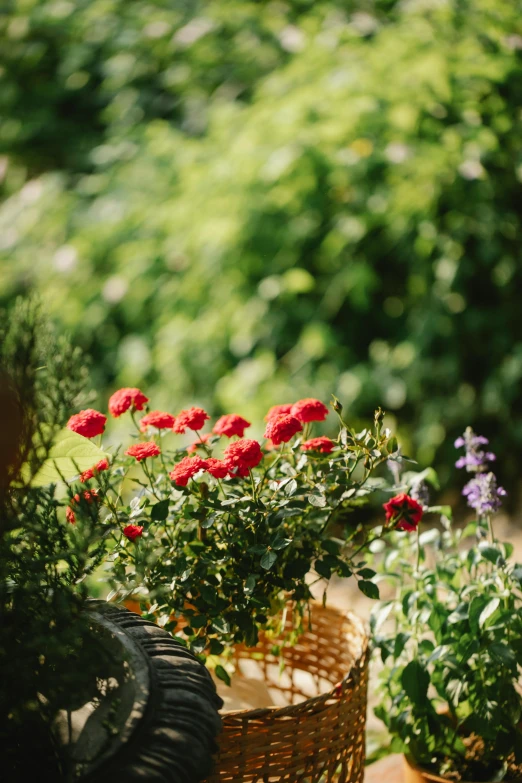 a couple of baskets sitting on top of a wooden table, flower garden, vibrant red and green colours, color ( sony a 7 r iv, lush foliage