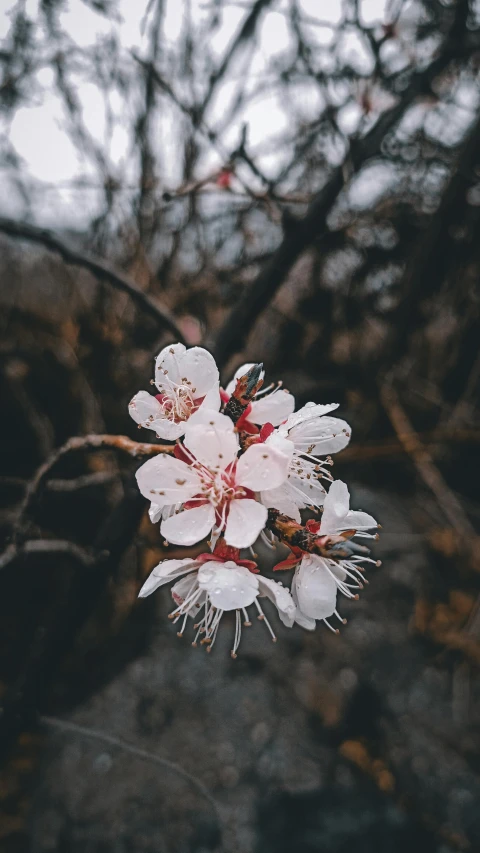 a close up of a flower on a tree, an album cover, by Adam Szentpétery, trending on unsplash, romanticism, no cropping, sakura bloomimg, wet climate, ilustration