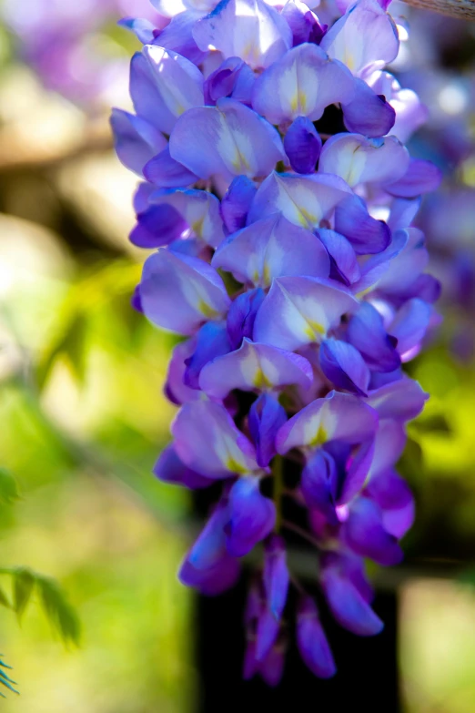 a close up of a purple flower on a tree, blue delphinium, cascading, subtropical flowers and plants, seeds